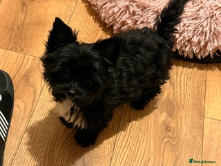 Yorkshire Terrier dogs 🐶🐶 Yorkshire Terrier puppy ready to rehome 🐶🐶 - Advert 2