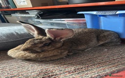 Continental Giant rabbits for sale: Unspayed Continental Giant needs adopting - Image 2