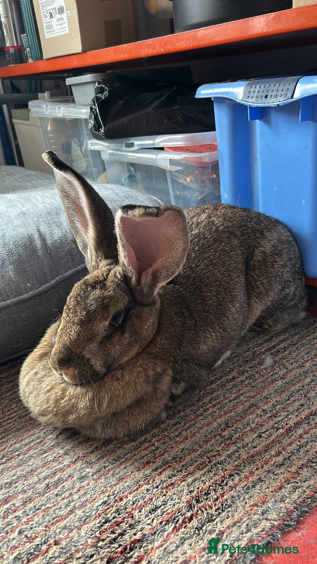 Continental Giant rabbits for sale: Unspayed Continental Giant needs adopting - Image 2