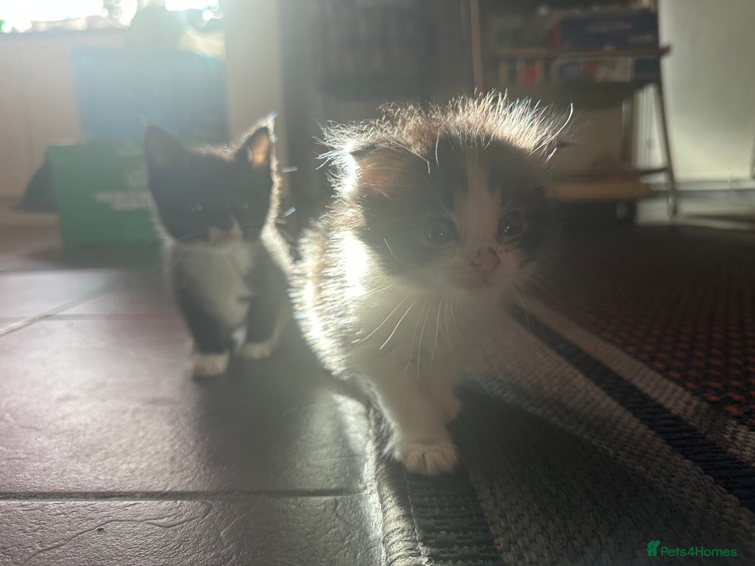Scottish Fold cats for sale: Scottish Fold Kittens - Image 25