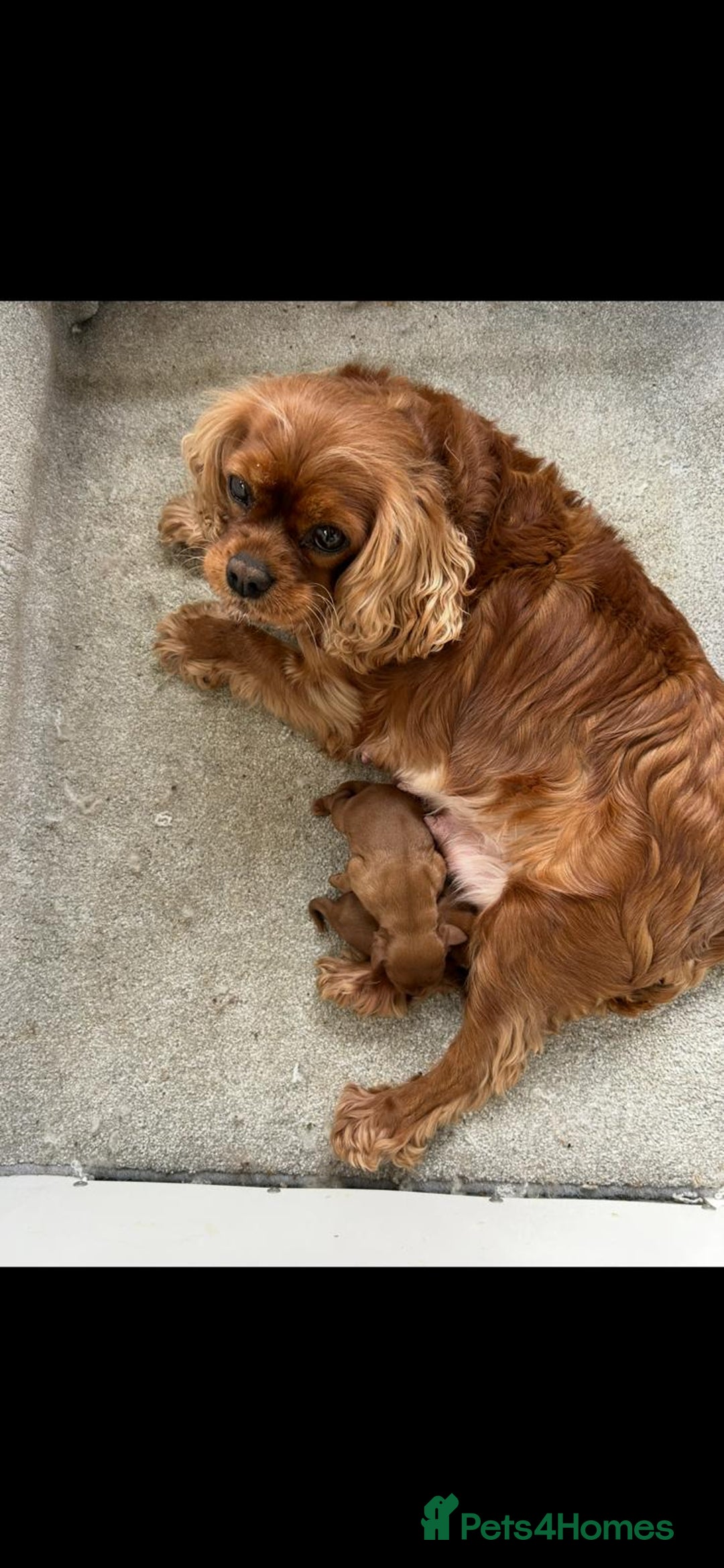 Cavalier King Charles Spaniel dogs for sale: Cavalier King Charles Spanial - Advert 11