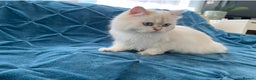British Longhair cats for sale: Pure bread British Long and Shorthair kittens   - Advert 4