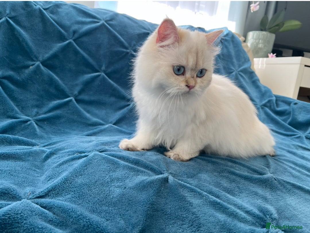 British Longhair cats for sale: Pure bread British Long and Shorthair kittens   - Advert 4