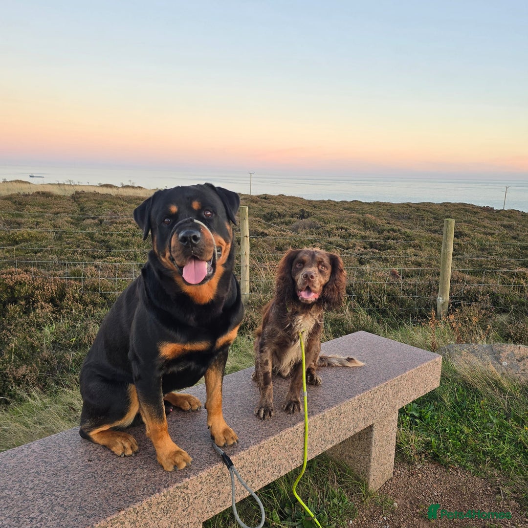 Rottweiler dogs for stud: KC ROTTWEILER STUD - Advert 4