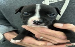 Mixed Breed dogs for sale: 3 Beautiful puppies looking for forever homes. - Advert 16