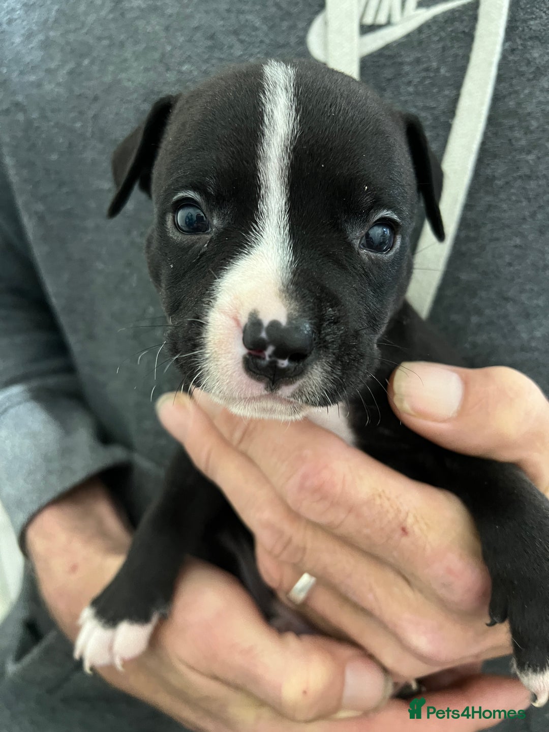 Mixed Breed dogs for sale: 3 Beautiful puppies looking for forever homes. - Advert 16