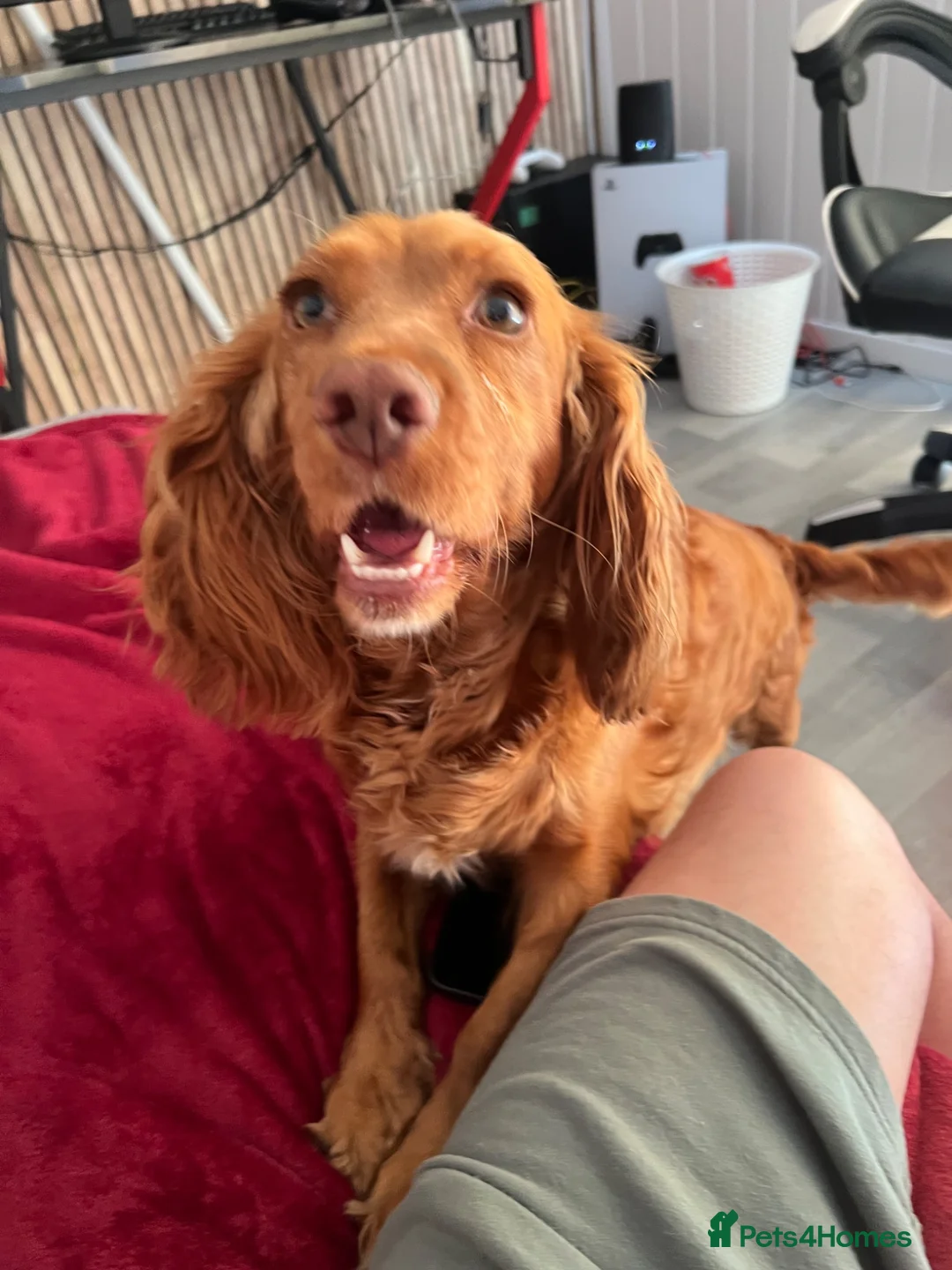 Cockapoo dogs for sale: Puppies for sale - Advert 7