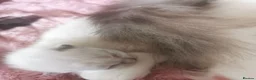 Mixed Breed cats for sale: Persian x ragdoll kittens for sale  in Bootle - Advert 16