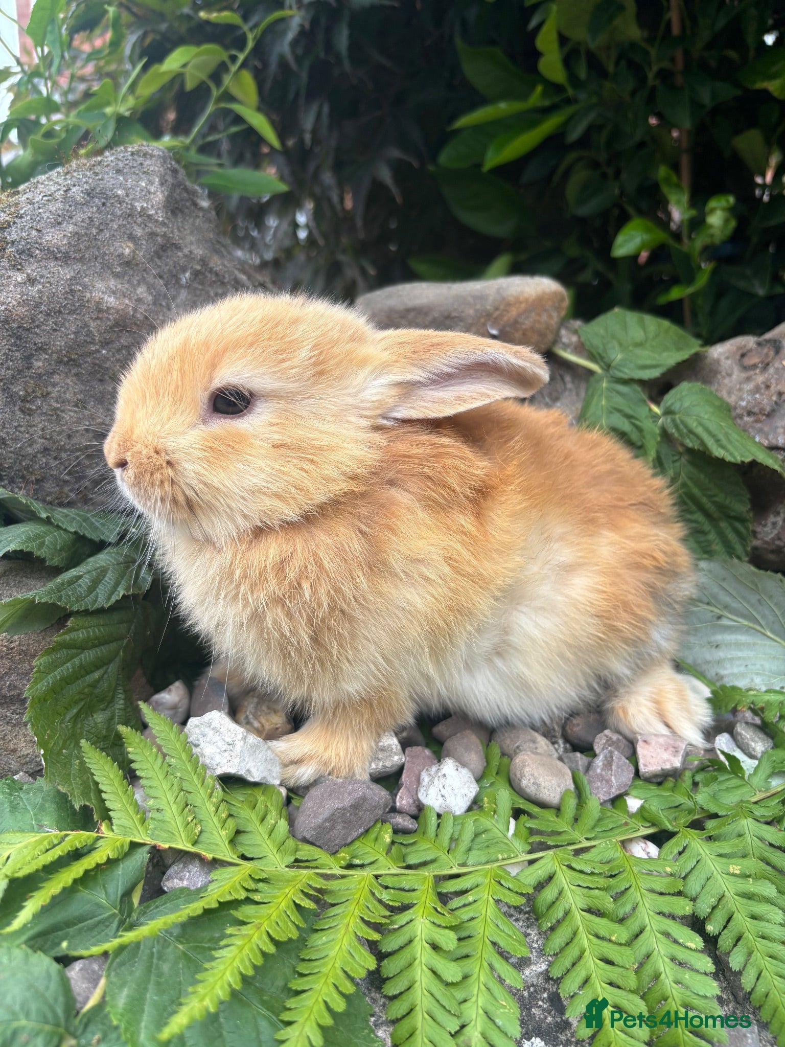 Mixed Breed rabbits netherland dwarf x mini lop - orange / black  - Advert 1