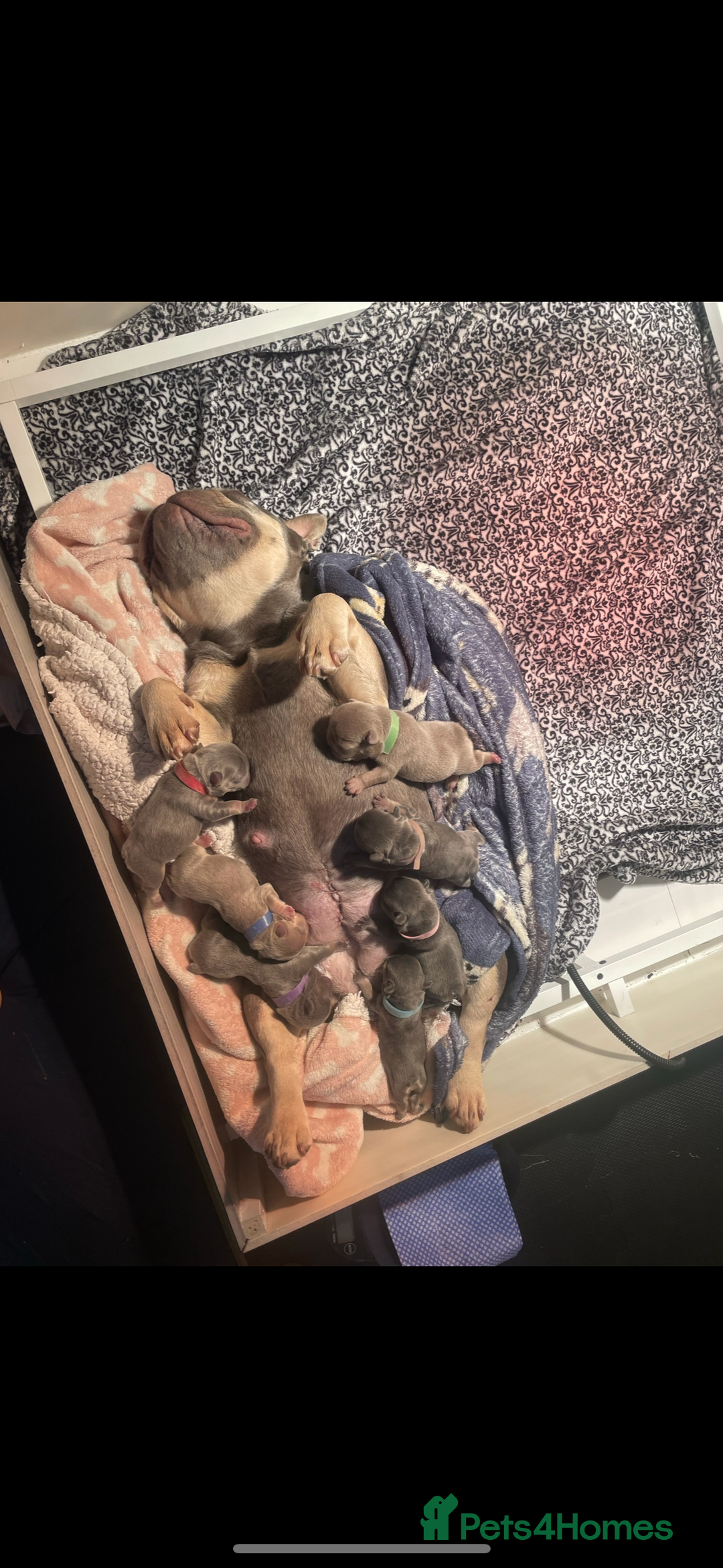 French Bulldog dogs for sale: New shade fluffy frenchies - Image 7
