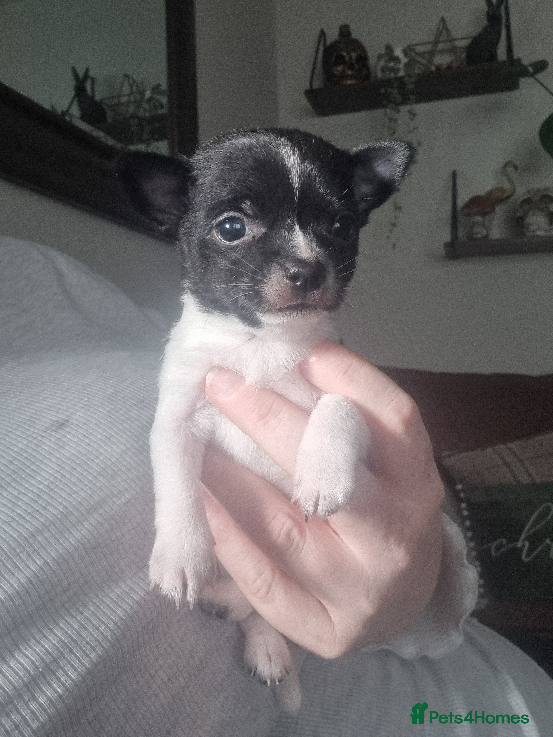 Chihuahua dogs Male Chihuahua puppy - Advert 14