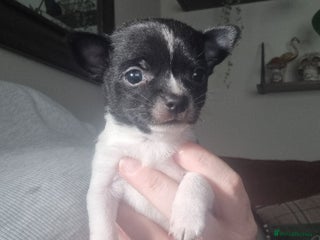 Chihuahua dogs Male Chihuahua puppy - Advert 6