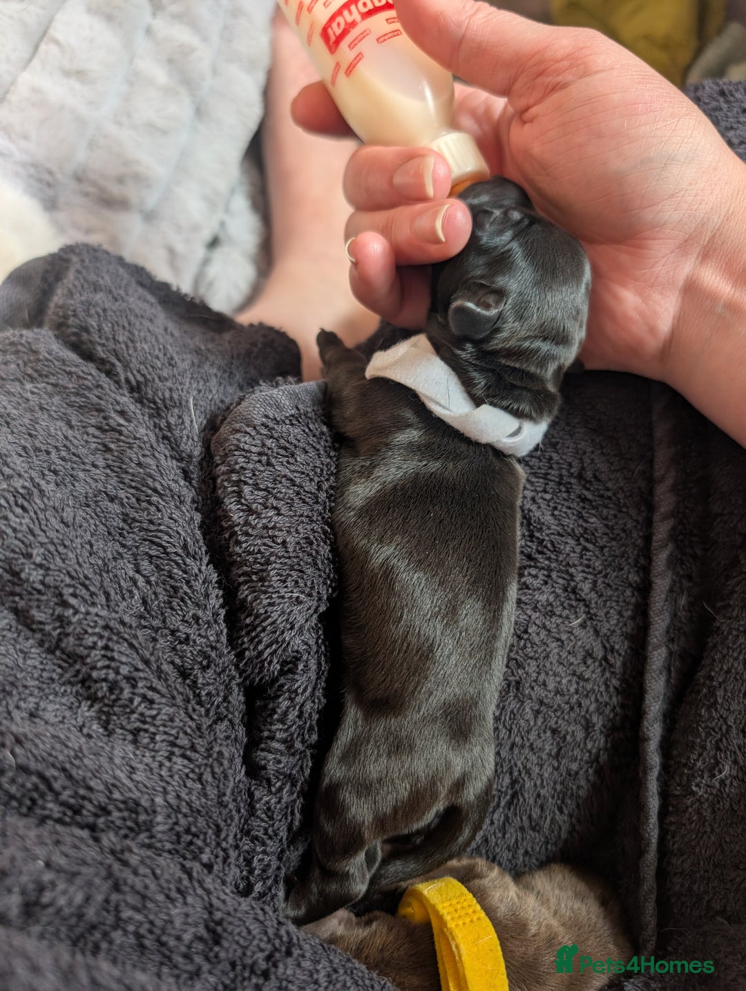 Mixed Breed dogs for sale: Doxie-Dales  - Image 36
