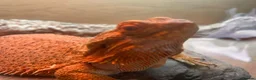 Bearded Dragon reptiles for sale: Female bearded dragon for sale  in Peterborough - Advert 6