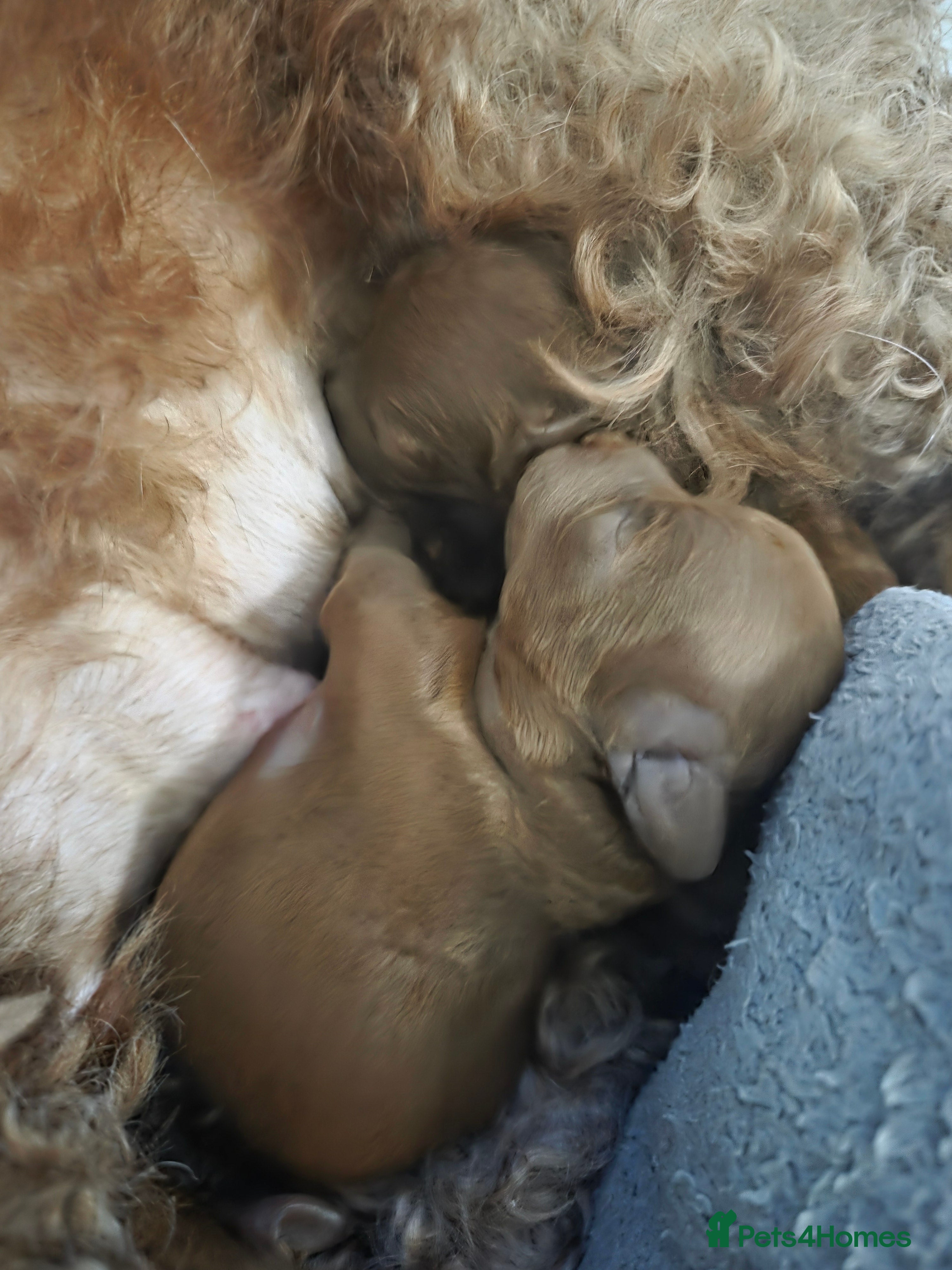 Cavapoo dogs 5x Asian Toy Poodle X Cavapoo Puppies  - Advert 7