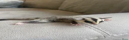 Sugar Glider rodents for sale: Sugar Gliders Grey + Leu (Details in Description) - Advert 10