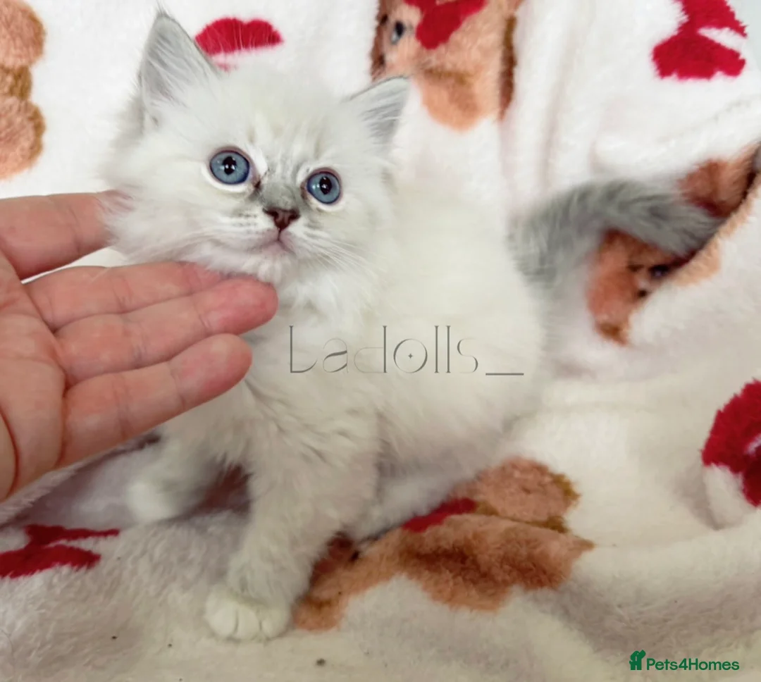 Ragdoll cats for sale: 🐾 Beautiful Blue-Eyed kittens 🐾 - Advert 5