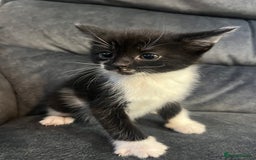 Turkish Angora cats for sale: Kittens ❤️ - Image 7