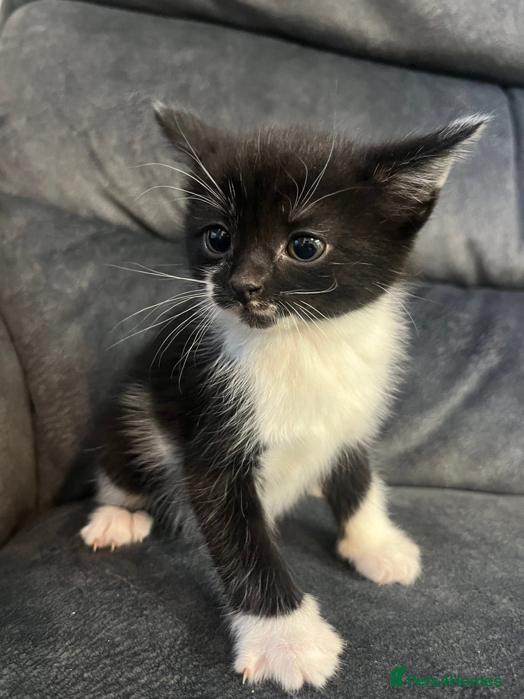 Turkish Angora cats for sale: Kittens ❤️ - Image 7
