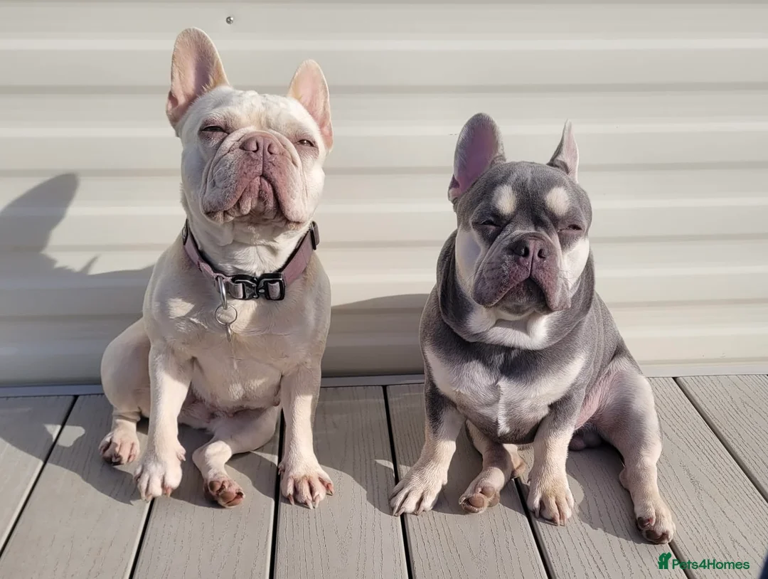 French Bulldog dogs for sale: FRENCH BULLDOG PUPPIES DUE (KC REGISTERED) - Advert 1