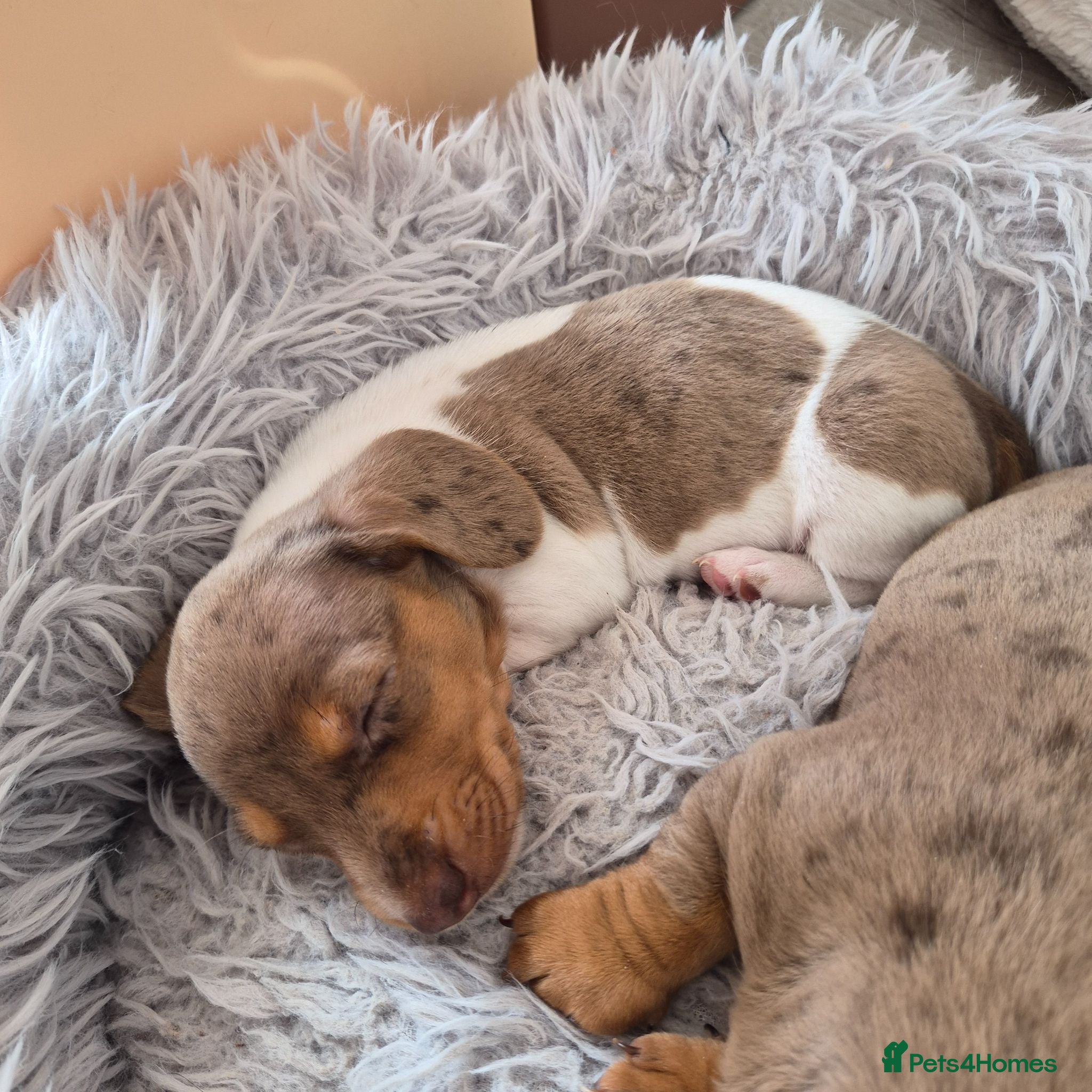 Dachshund dogs Miniature dachshund isabella dapple boy left  - Advert 1
