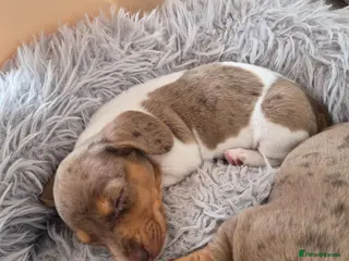 Dachshund dogs Miniature dachshund isabella dapple boy left - Advert 1