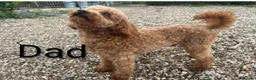 Toy Poodle dogs for sale: KC. Health tested parents. Red Toy Poodles  in Hornchurch - Advert 10