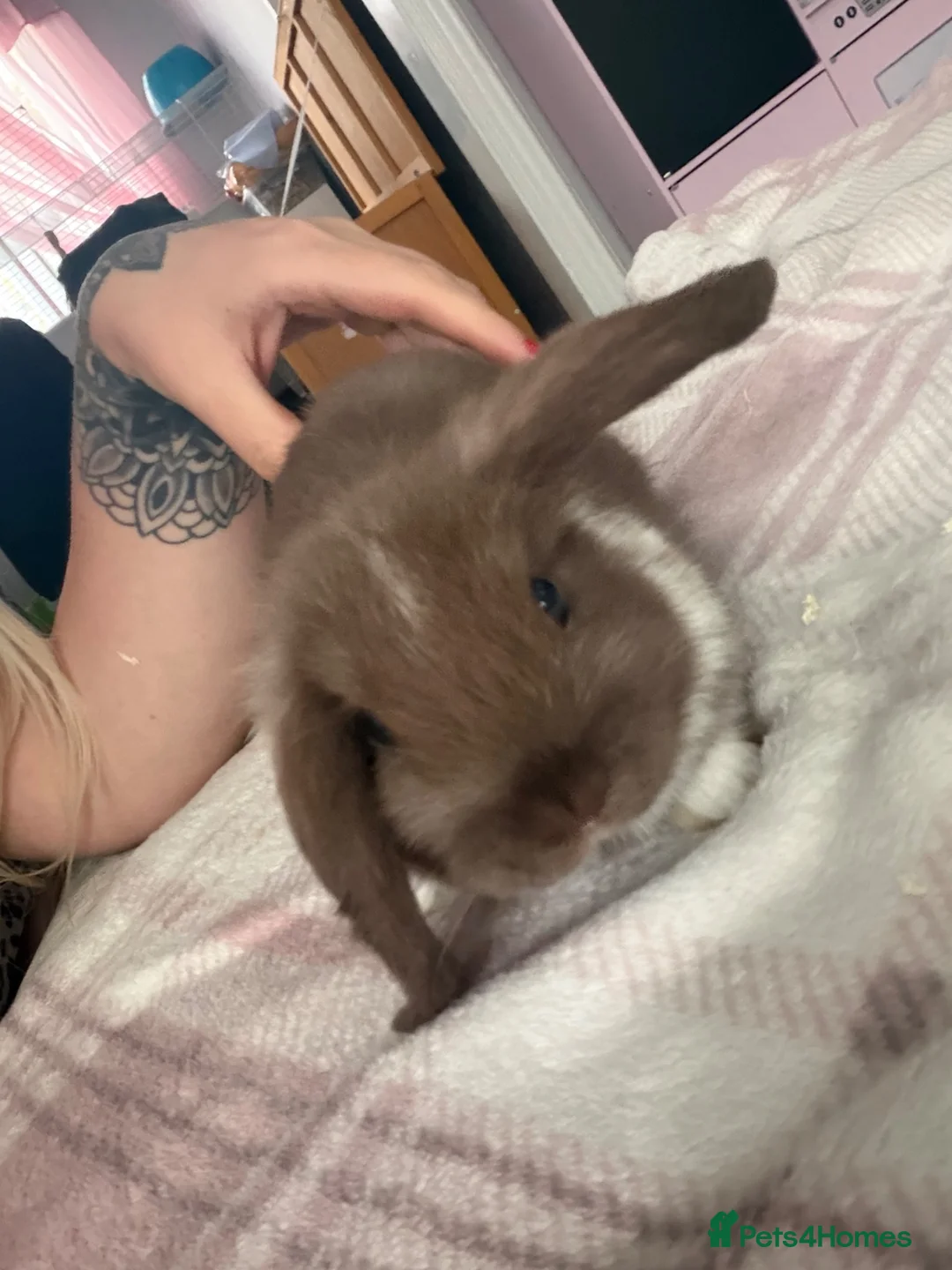 Mini Lop rabbits for sale: Mini lop baby  - Advert 3