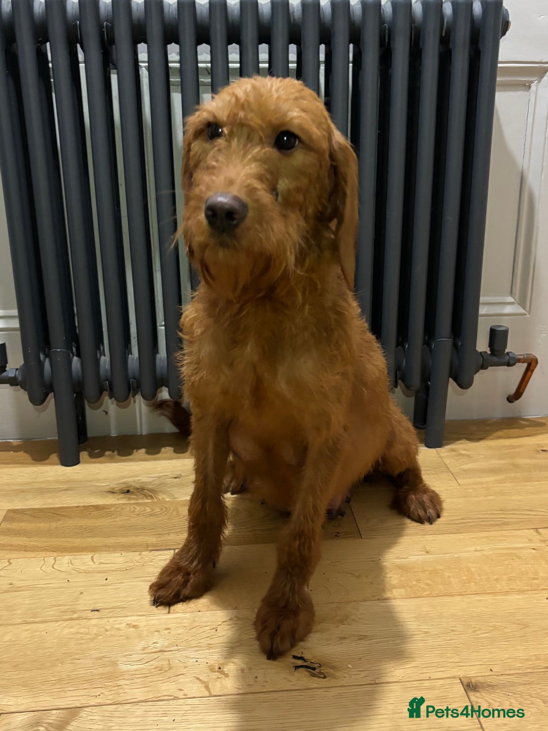 Labradoodle dogs for sale: ⭐️ Stunning F1b Labradoodle Puppies KC Parents ⭐️ - Image 14