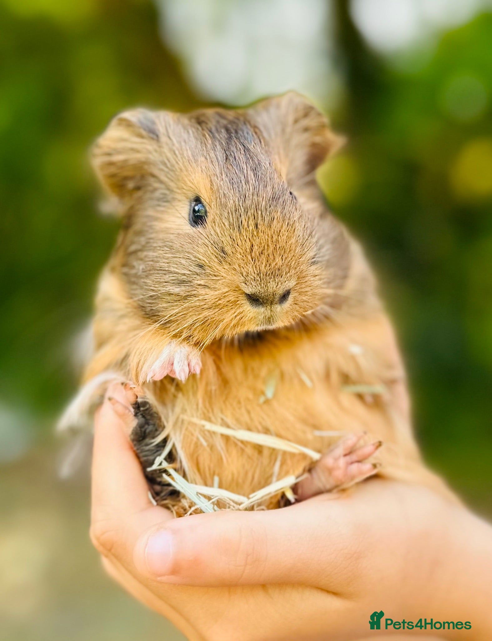 Guinea Pig rodents Bonded male guinea pigs  - Advert 2