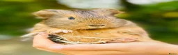 Guinea Pig rodents for sale: Bonded male guinea pigs  - Advert 2