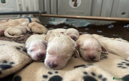 Double Doodle dogs for sale: Double doodle litter born 24/07/25 - Image 22