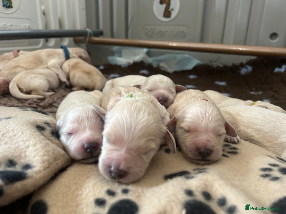 Double Doodle dogs for sale: Double doodle litter born 24/07/25 - Image 22