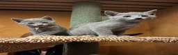 Russian Blue cats for sale: Pedigree Russian Blue Kittens - Advert 11