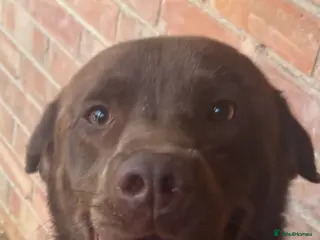 Labrador Retriever dogs Kc chocolate Labrador - Advert 2