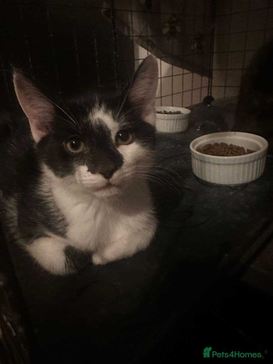 British Shorthair cats for sale: 3 adorable kittens available - Advert 11