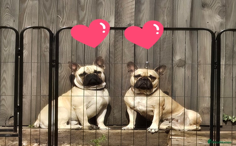 French Bulldog dogs - Advert 1