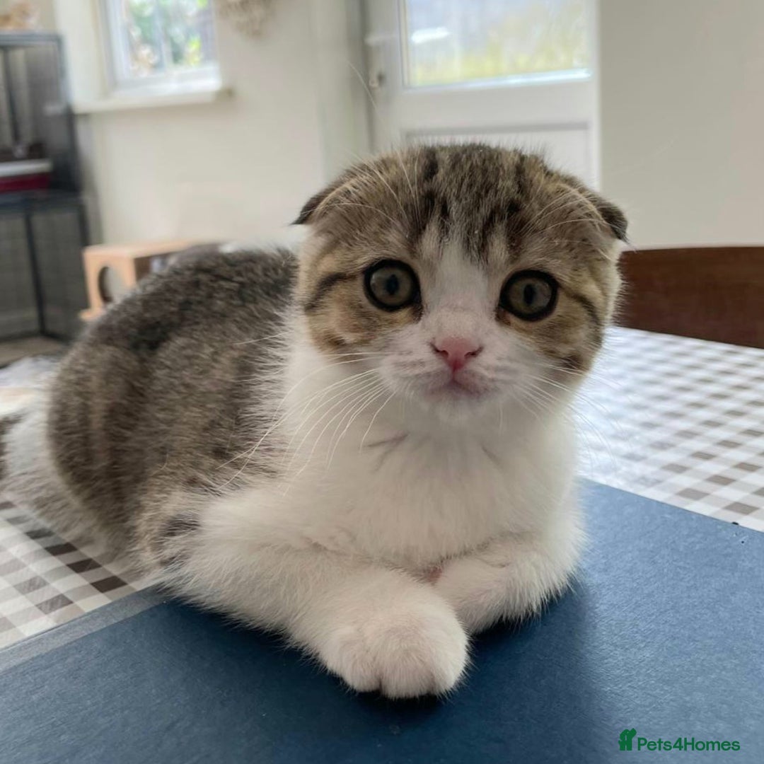 Scottish Fold cats for sale: TICA Registered Scottish Fold Two Spayed Kittens  - Image 12