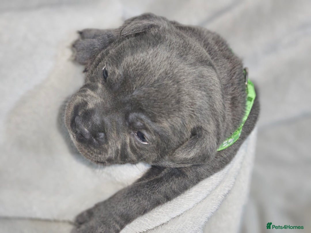 Staffordshire Bull Terrier dogs for sale: Beautiful chunky blues! - Advert 12