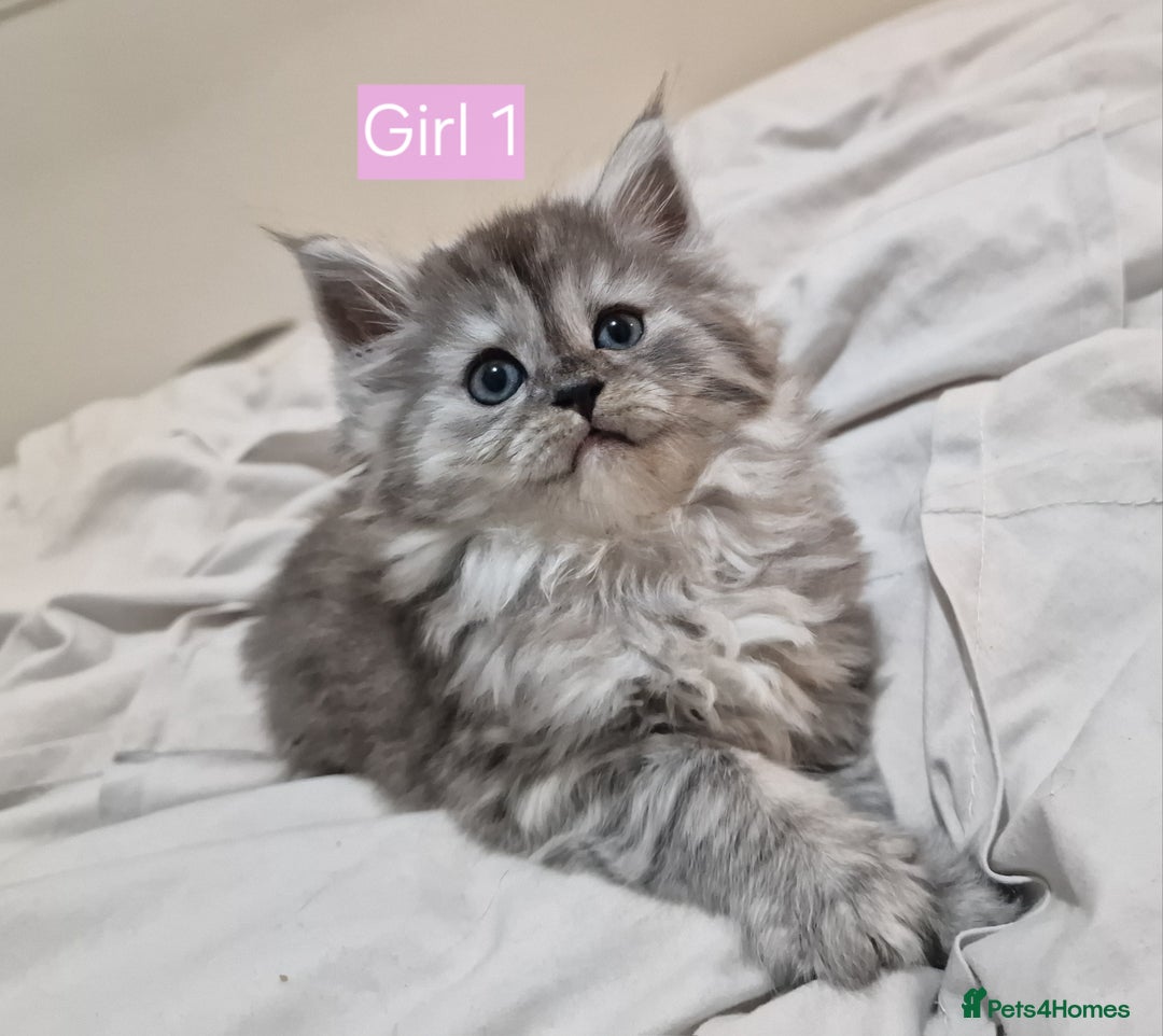 Maine Coon cats for sale: 4 mainecoon kittens looking for home in Bury - Advert 28