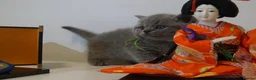 British Shorthair cats for sale: ✨ CIAOKITTY — BLUE BRITISH SHORTHAIR KITTENS ✨ in Widnes - Advert 6