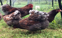 Chickens poultry for sale: Chickens- Wyandotte, Orpington, Legbar, Blue egger - Advert 4