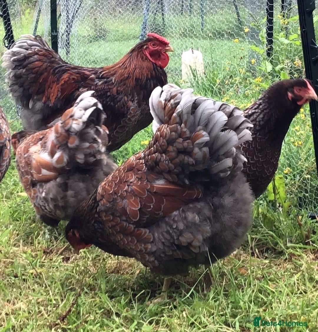 Chickens poultry for sale: Chickens- Wyandotte, Orpington, Legbar, Blue egger - Advert 4