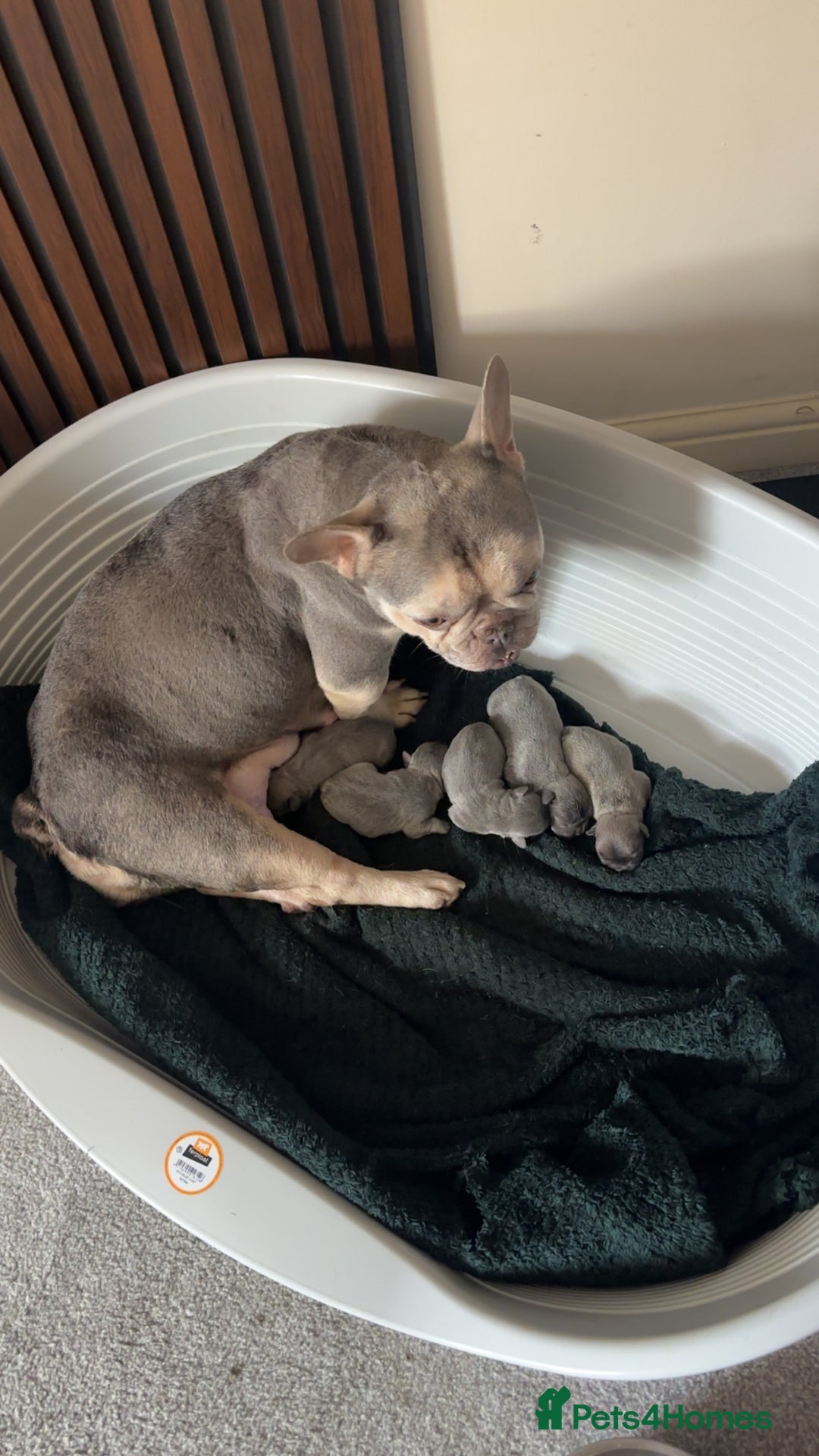 French Bulldog dogs for sale: Male French bulldog  - Image 4