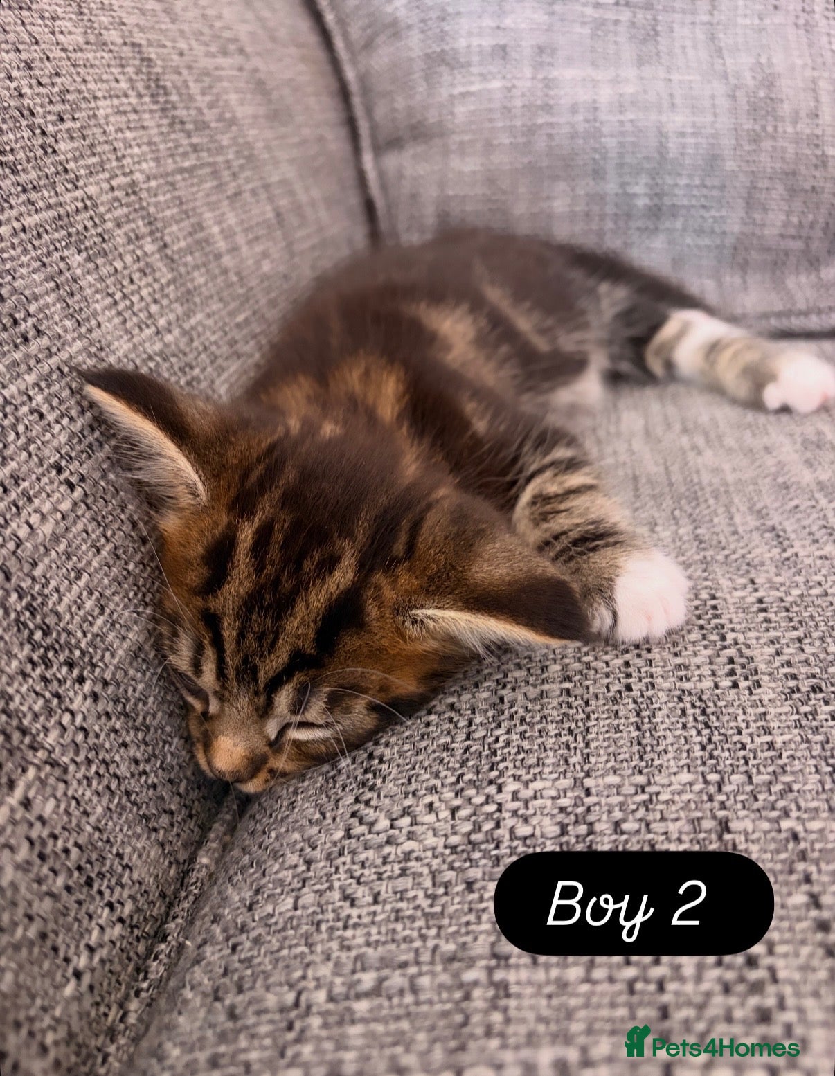 Maine Coon cats Maine Coon mixed kittens  - Advert 2