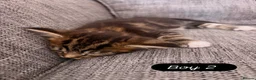 Maine Coon cats for sale: Maine Coon mixed kittens  - Advert 2