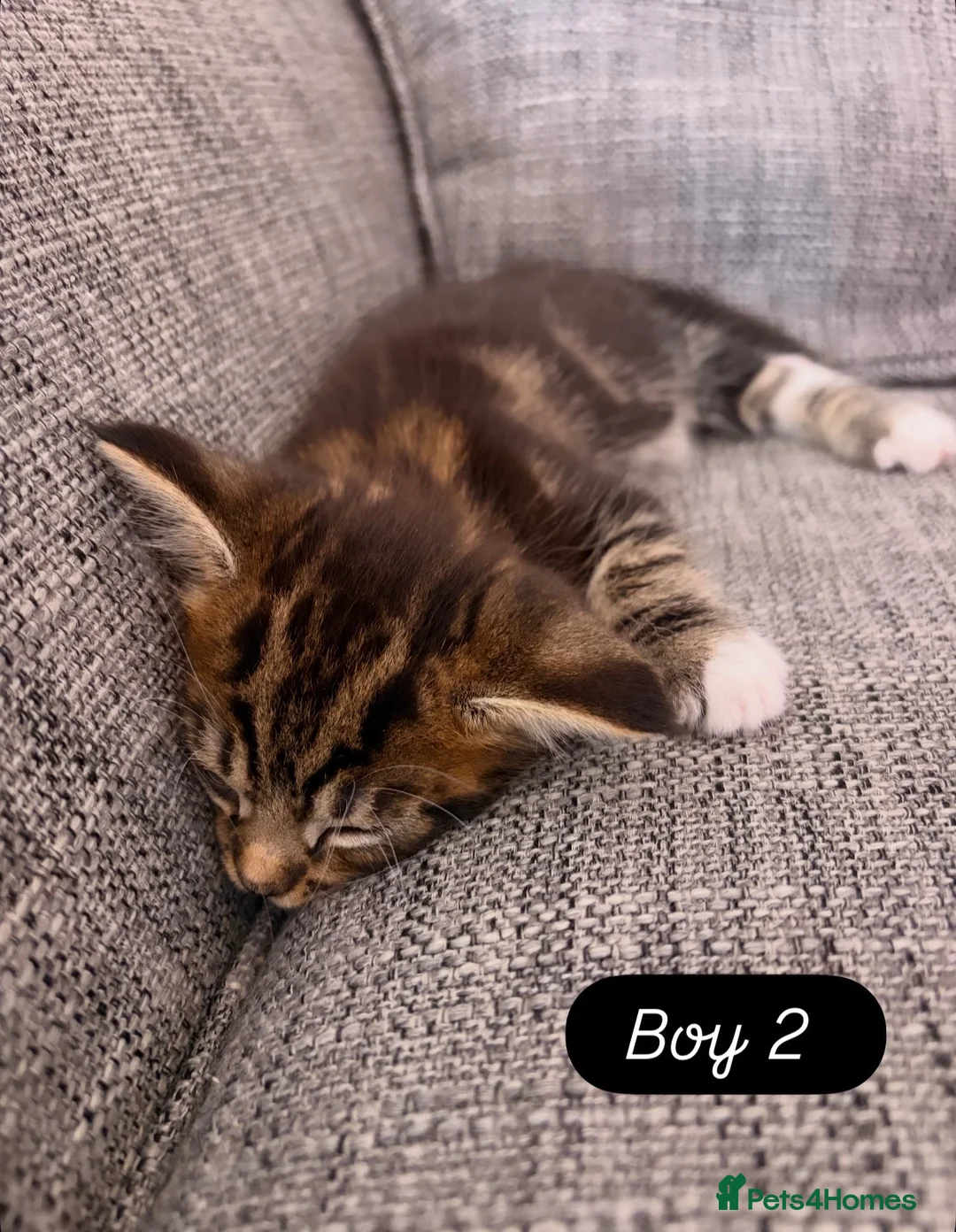 Maine Coon cats for sale: Maine Coon mixed kittens  - Advert 2