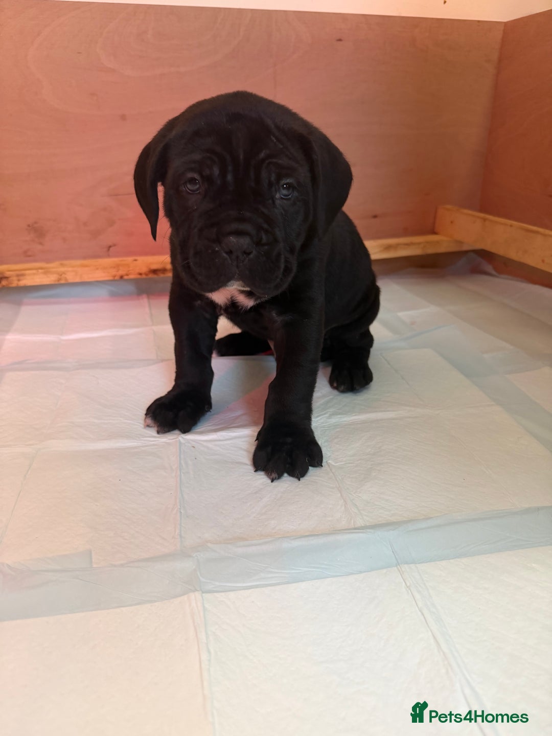 Cane Corso dogs for sale: *PRICE DROP* HUGE STUNNING FULL PEDIGREE FEMALES - Advert 18