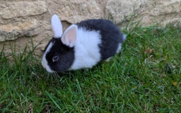 Mixed Breed rabbits for sale: Beautiful dwarf cross bunnies - Advert 2