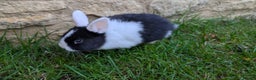 Mixed Breed rabbits for sale: Beautiful dwarf cross bunnies - Advert 2